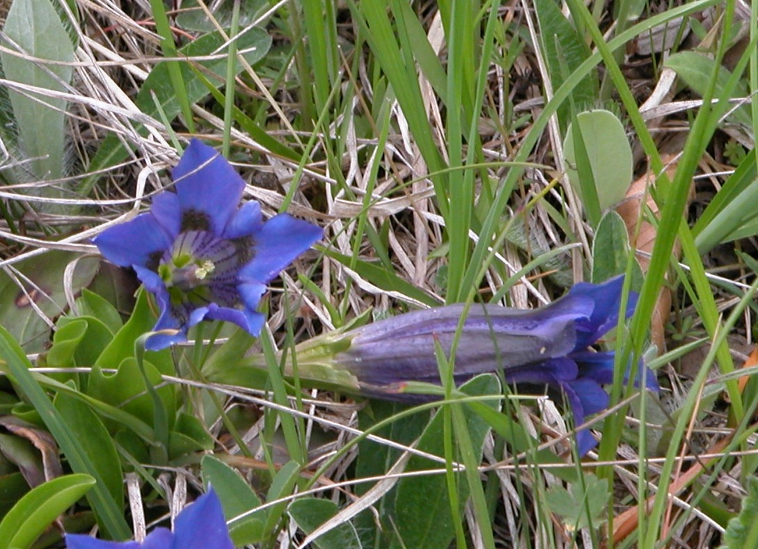 Genziane delle Prealpi Lecchesi (G. acaulis e G. clusii)